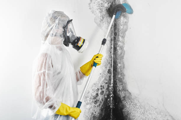 Best HVAC Mold Inspection and Cleaning  in Grand Rapids, MN