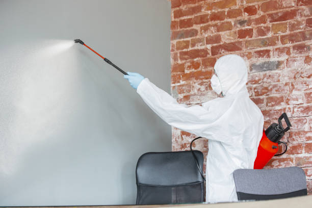 Best Crawl Space Mold Remediation  in Grand Rapids, MN