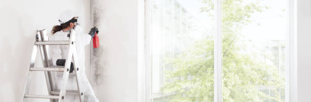 Best Attic Mold Removal  in Grand Rapids, MN
