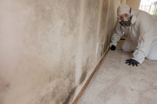 Forensic Mold Investigation in Grand Rapids, MN